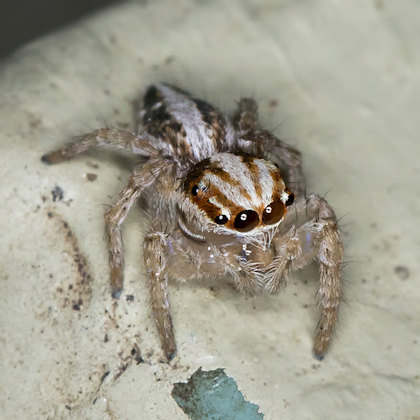 Jumping Spider (Evarcha infrastriata) (Evarcha infrastriata)